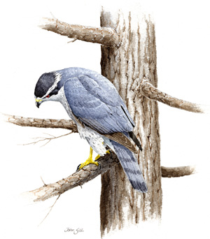 Northern Goshawk