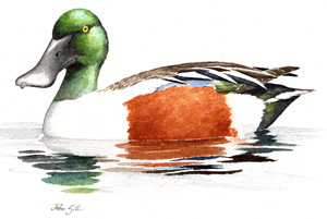 Northern Shoveler