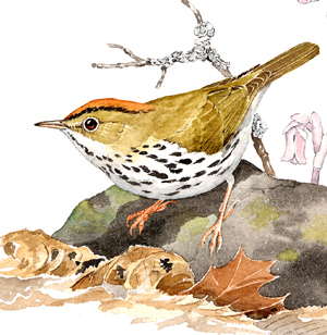 Ovenbird