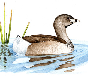 Pied-billed Grebe