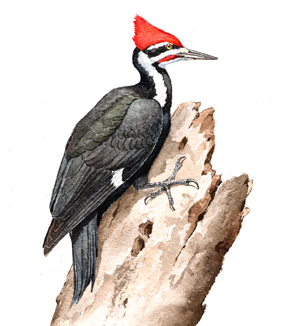 Pileated Woodpecker