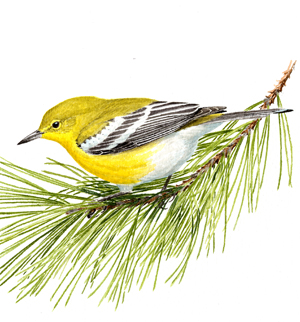 Pine Warbler