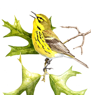 Prairie Warbler