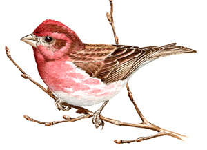 Purple Finch