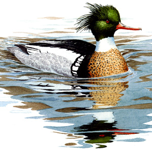 Red-breasted Merganser