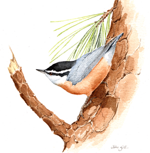 Red-breasted Nuthatch