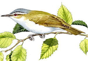 Red-eyed Vireo