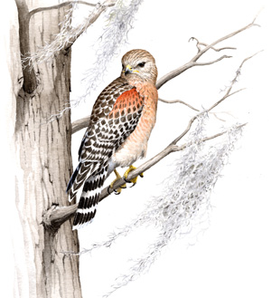 Red-shouldered Hawk