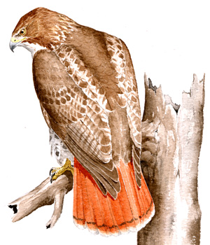 Red-tailed Hawk