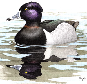 Ring-necked Duck