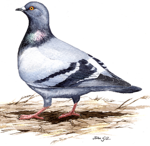 Rock Pigeon