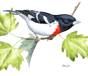 Rose-breasted Grosbeak