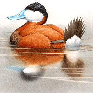 Ruddy Duck