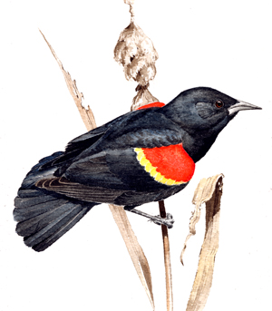 Red-winged Blackbird