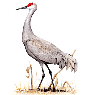 Sandhill Crane