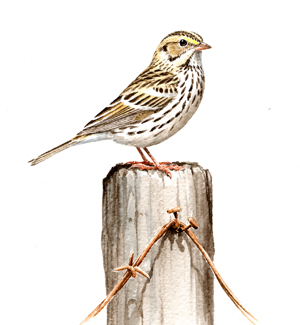 Savannah Sparrow