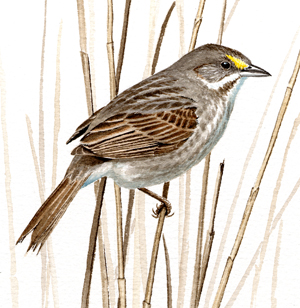 Seaside Sparrow