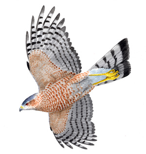 Sharp-shinned Hawk