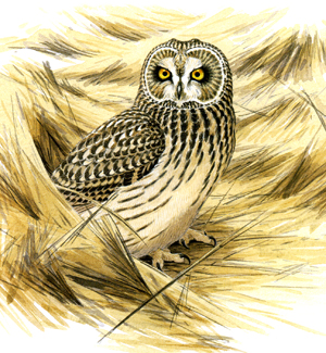 Short-eared Owl