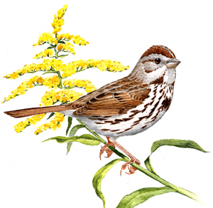 Song Sparrow