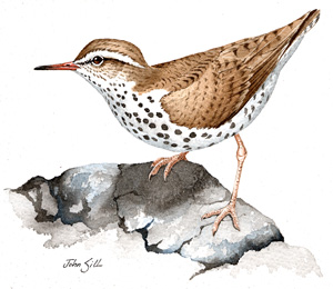 Spotted Sandpiper