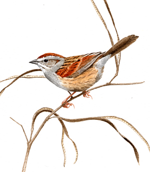 Swamp Sparrow