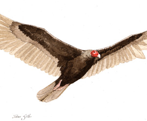 Turkey Vulture