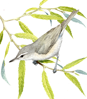 Warbling Vireo