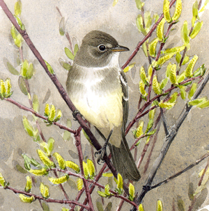 Willow Flycatcher