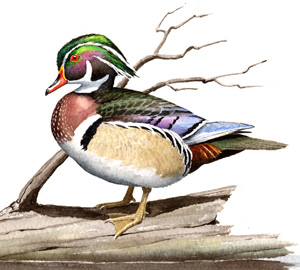 Wood Duck