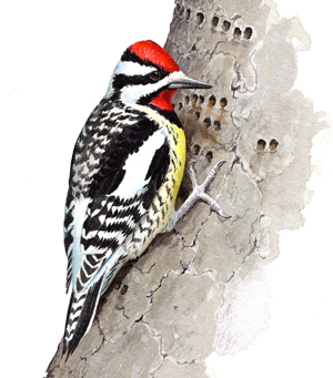 Yellow-bellied Sapsucker