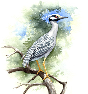 Yellow-crowned Night-Heron