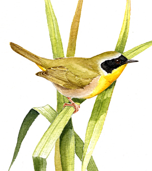 Common Yellowthroat