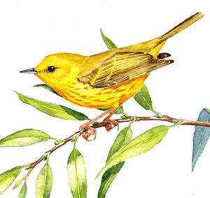 Yellow Warbler